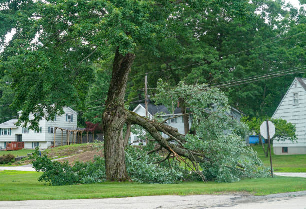 Best Affordable Tree Service  in Lepanto, AR